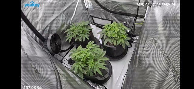 Purple Haze  — vegetative, day 23