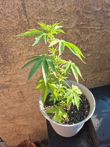 new strain — vegetative, day 11