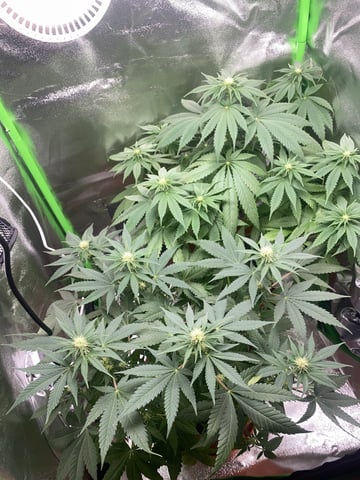 2nd Try — flower, day 64