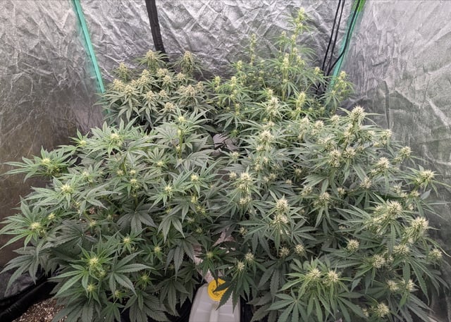 Perpetual Autoflower Mixed Grow #3 — vegetative, day 47