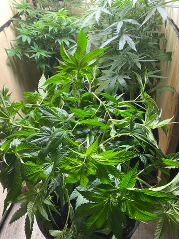 Cherry Pie  — vegetative, day 31