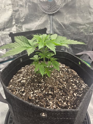 4 strains in 1 tent — vegetative, day 11