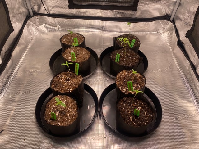 Solfire Gardens Grow — vegetative, day 19