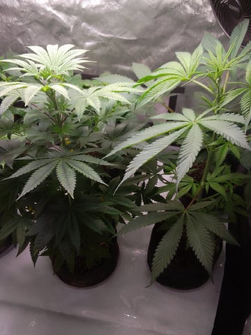 blue dream bag seed — vegetative, day 32
