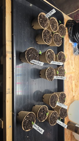 2nd Grow Sesh — grow_setup, day 2