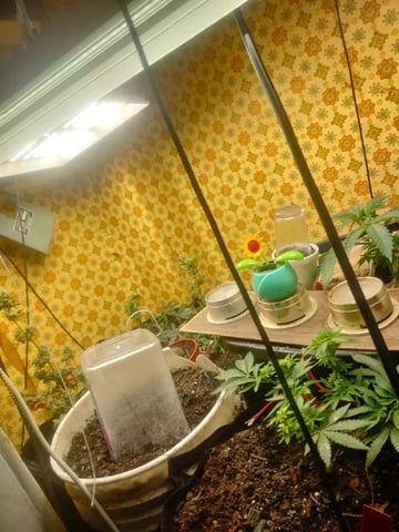 autos — seedling_rooting, day 2