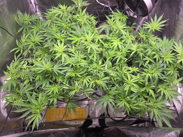 Blue Dream Feminized  — flower, day 106