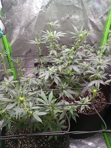 All Aboard!!! — flower, day 77