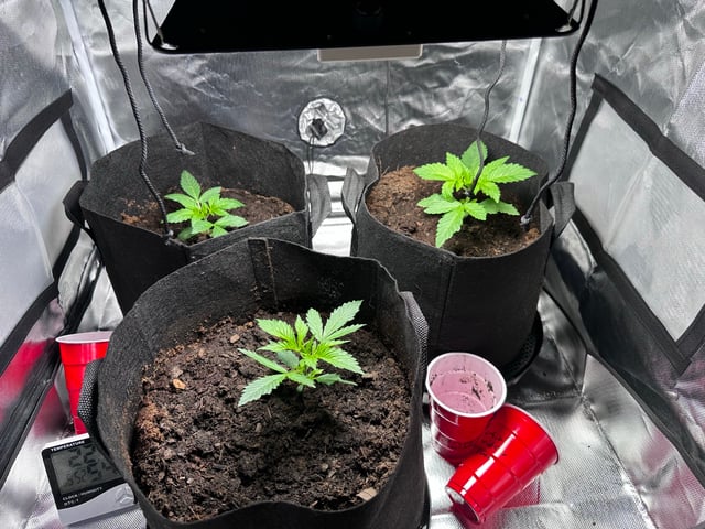Grow Number 2