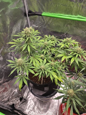 Gummies Bear & Blackberry Auto — flower, day 47
