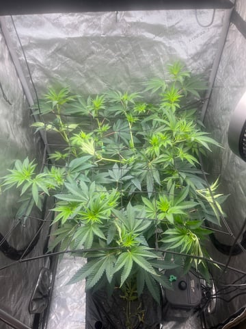 Hollywood — flower, day 23