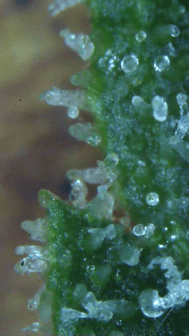 First Legal Grow — flower, day 130