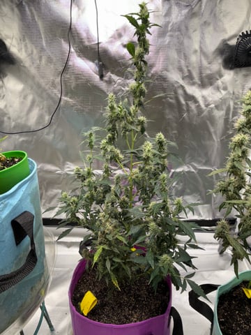 First Run — flower, day 109