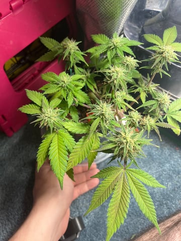 32oz Container Grow — auto, day 30