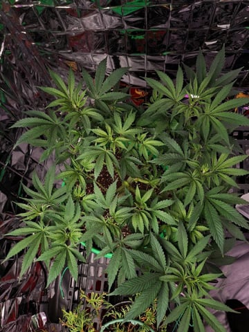 RQS Biscotti  — vegetative, day 60