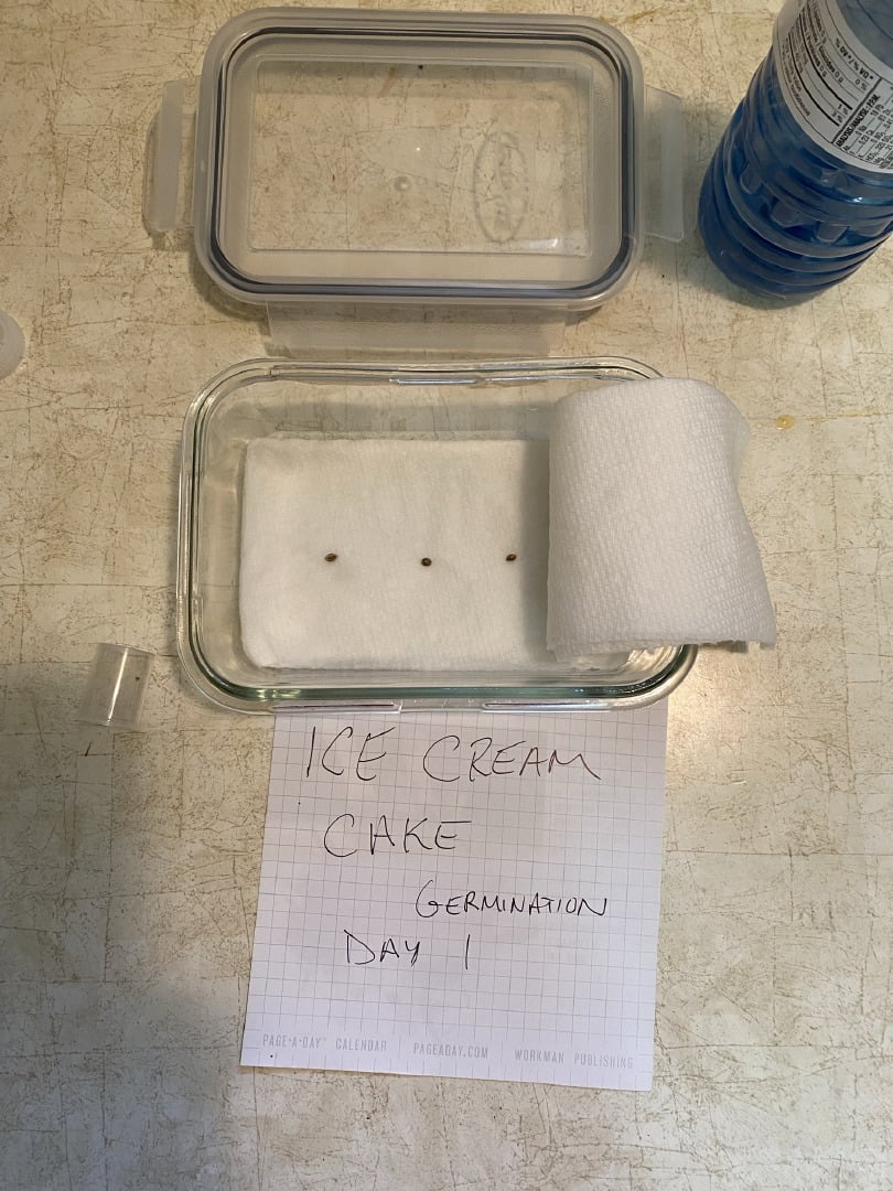 Ice Cream Cake 