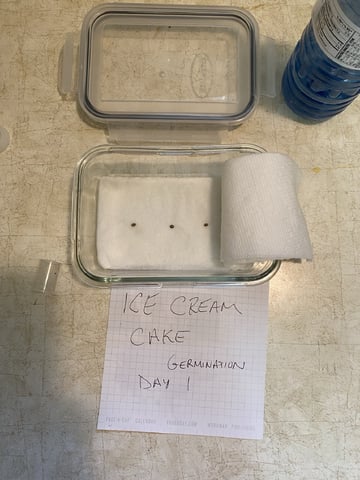 Ice Cream Cake  — germination, day 1
