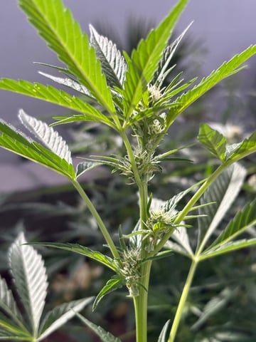 new seeds grow #2 — flower, day 55