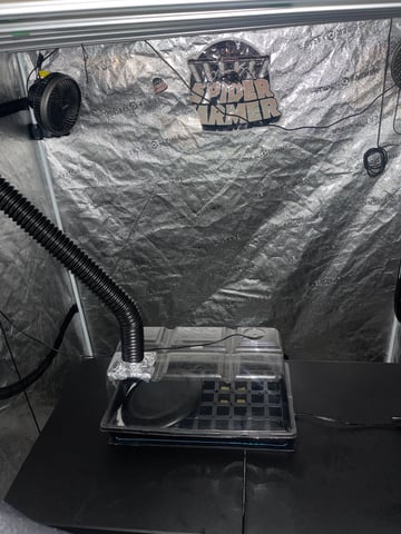 1st Ever Grow (Fat Bastard)(RDWC)  — germination, day 1