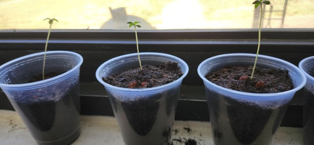 First Grow  — seedling_rooting, day 4