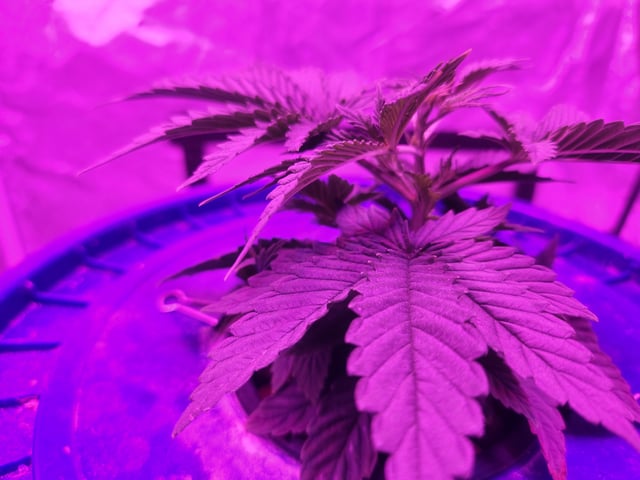 Sour Diesel (started Aug 30th 2025) — vegetative, day 23