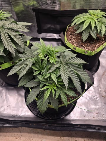  1 Blue Zushi x Venom & 1 Jack Here x Strawberry Cookies OG — vegetative, day 26