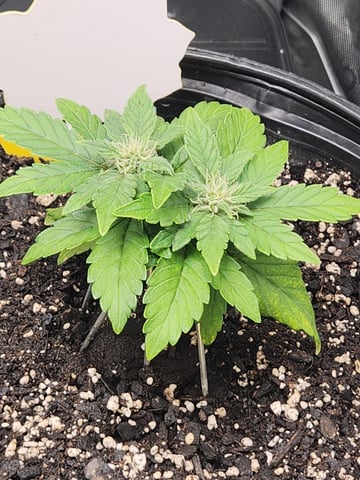 Mephisto Schoolyard Crush Grow-Pop tart OG and Apple Crush — flower, day 50