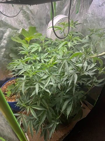 Second Indoor (all Clones) — vegetative, day 22