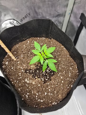 Durban Poison — seedling_rooting, day 28