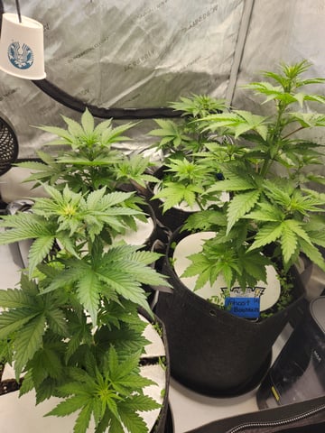 Rings of Saturn & Ghostboosters - Apollo Haze Artisanal Line — flower, day 34