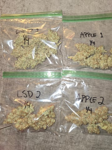 3rd Auto Grow — grow_setup, day 6