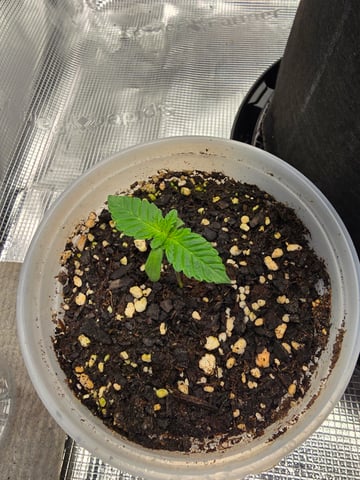 Northern lights #10 2nd plant (Selkies) — seedling_rooting, day 6