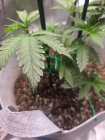 Looking for advice! — vegetative, day 27