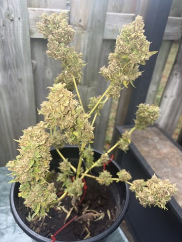 Muliflex — harvest, day 101