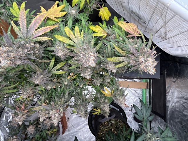 Fruity Pebbles  — flower, day 112