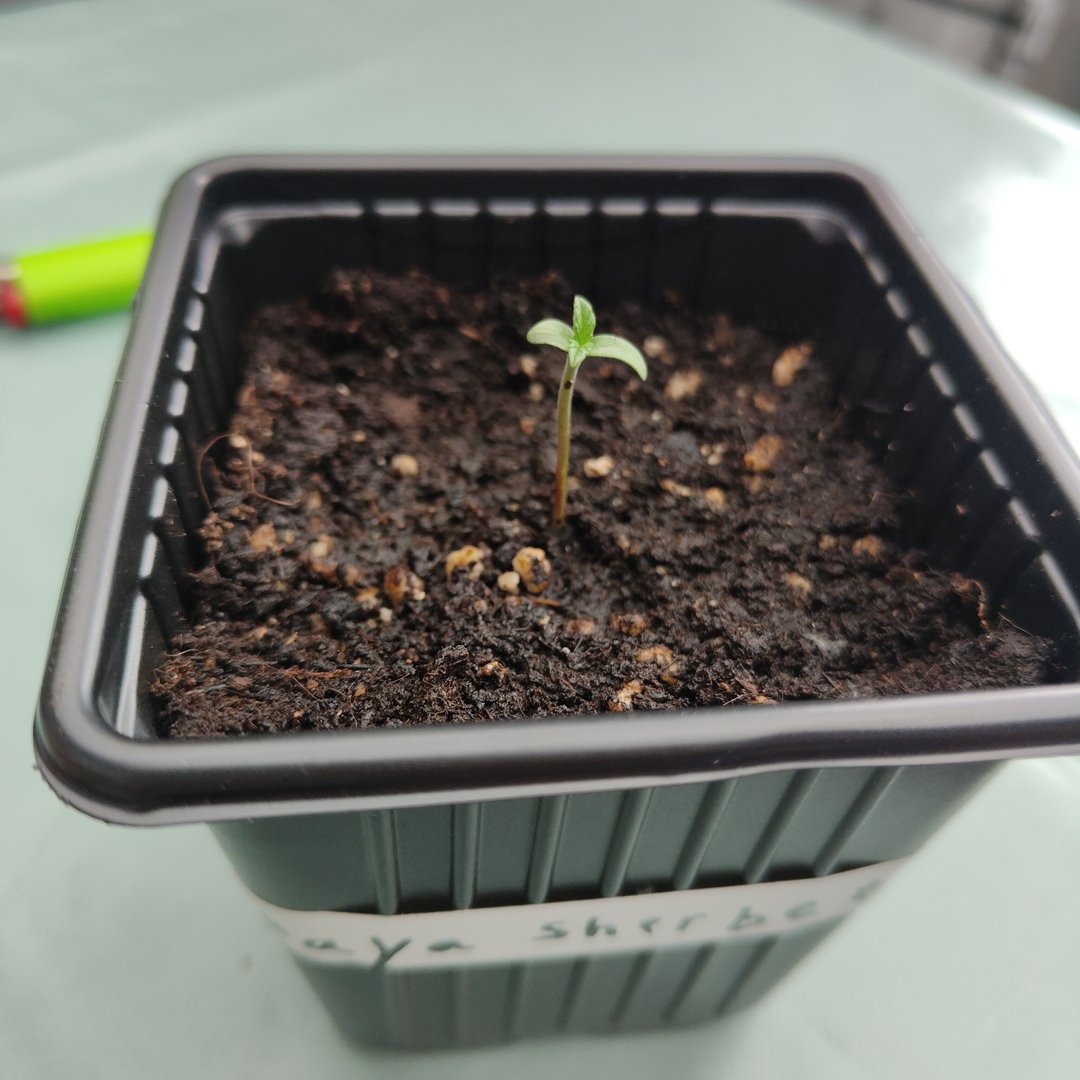 Growbox 