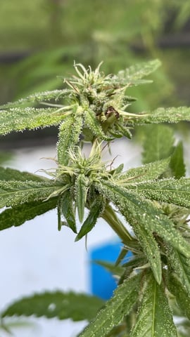UNKNOWN IS NOW KNOW.  SHE’S Earthquake!!!!  — flower, day 12
