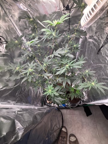 bonez #1 — flower, day 30