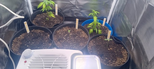 frst grow tent grow — vegetative, day 12