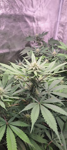 Hawaiian Haze  — flower, day 112