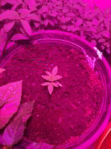 Queen B  — vegetative, day 21