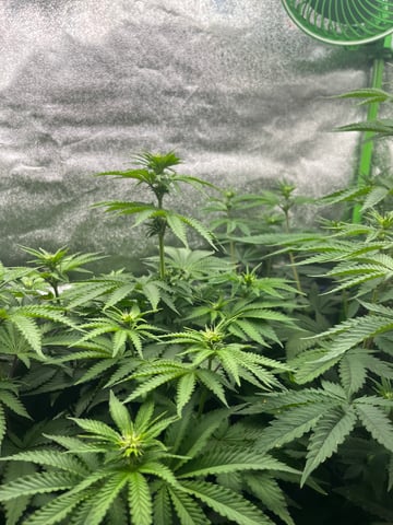 My First Four — flower, day 66