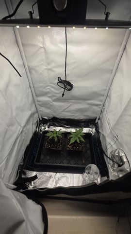 lilac diesel Rbx2 — seedling_rooting, day 18