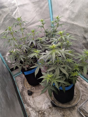 Autos — vegetative, day 25