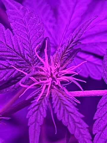 First attempt grow 😶‍🌫️ — flower, day 87