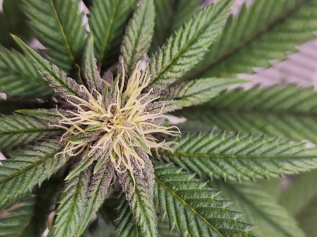 trap n pink — flower, day 98