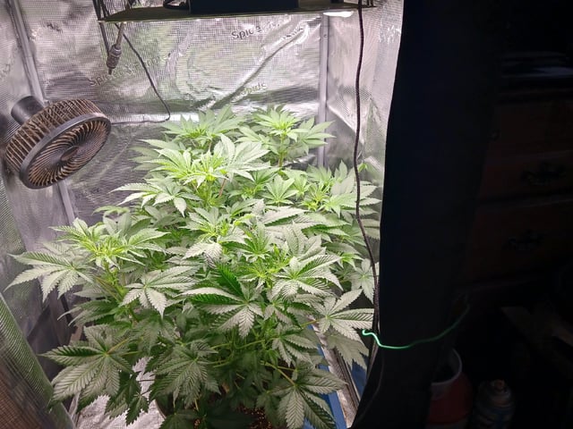 9lbhammer feminized  — flower, day 41