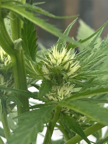 First ever grow — flower, day 60