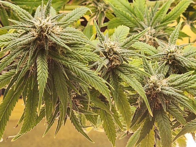 HE1E we GROW  — flower, day 180