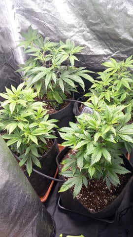 1st — vegetative, day 23